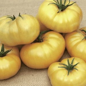 A group of ripe yellow tomatoes on a burlap surface.
